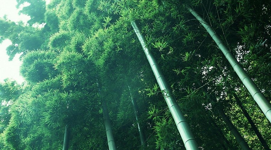 竹林美景