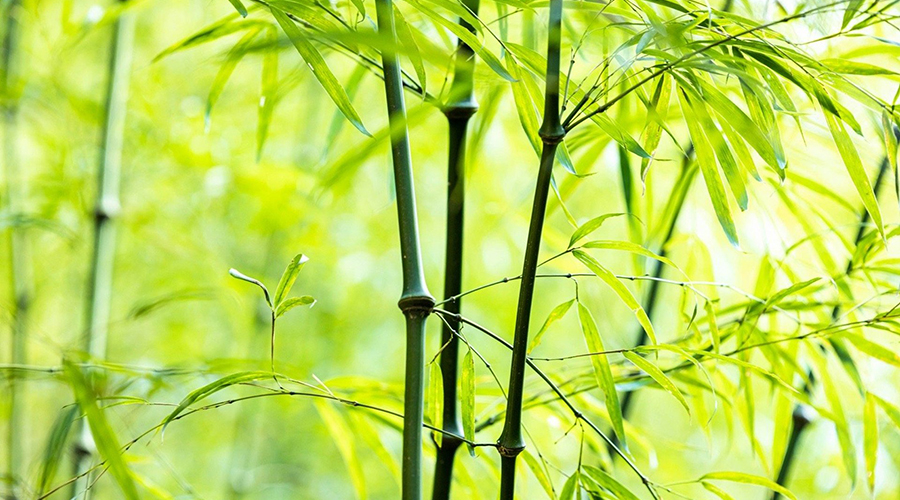 竹林美景